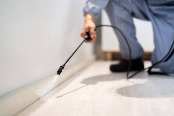 Licensed Ant Control service in De Soto, KS - Nex Pest Control